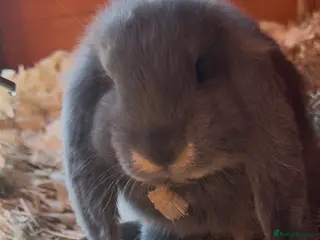 French Lop rabbits 1 Stunning French lop buck. - Advert 10