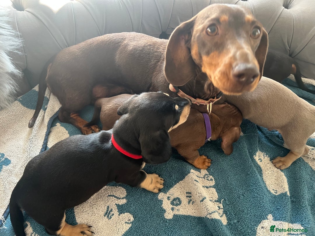 Dachshund dogs for sale: dachshund puppies - Image 5