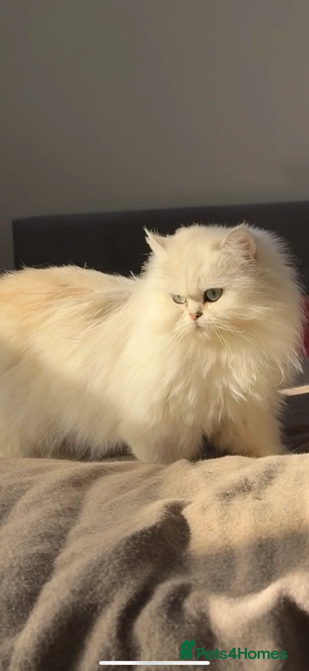 Persian cats for sale: Beautiful Persian Chinchilla - Advert 2