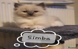 Ragdoll cats for sale: ✨🐾Ragdoll Kittens Ready for Their Loving Homes🐾✨ - Advert 1
