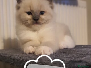 Ragdoll cats ✨🐾Ragdoll Kittens Ready for Their Loving Homes🐾✨ - Advert 2