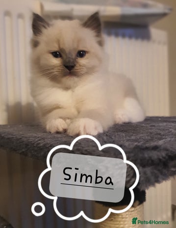 Ragdoll cats ✨🐾Ragdoll Kittens Ready for Their Loving Homes🐾✨ - Advert 1