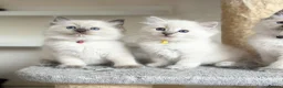 Ragdoll cats for sale: TICA Registered - Affectionate, Fluffy, Cuddly - Advert 5