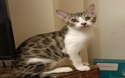Domestic Shorthair cats for sale: Kittens Ready Now All Colours - Image 9