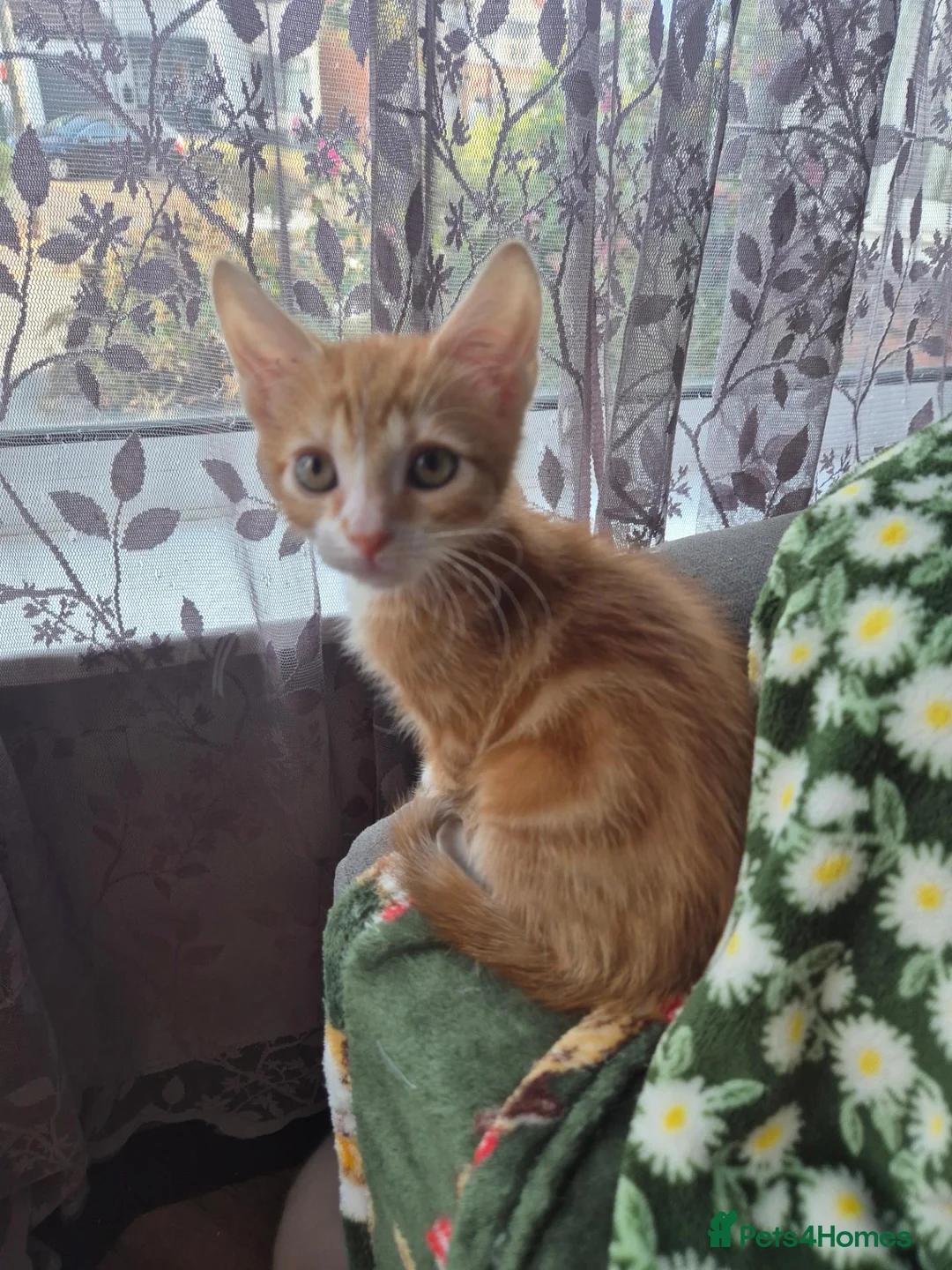 Mixed Breed cats for sale: KITTENS READY TO LEAVE in Oldbury - Advert 2