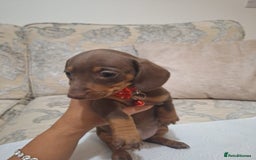 Miniature Dachshund dogs for sale: 5 miniature dachshund - Image 9