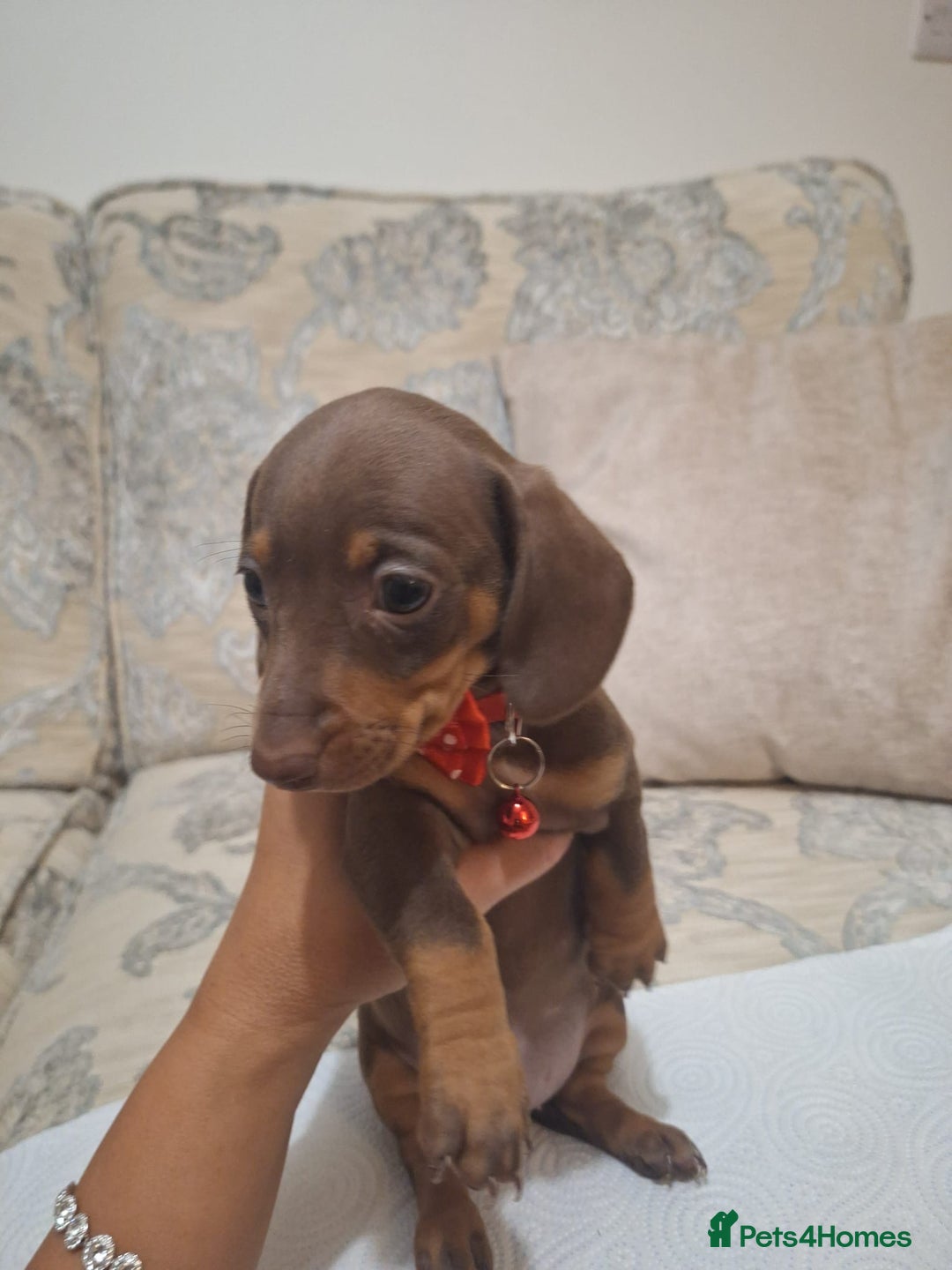 Miniature Dachshund dogs for sale: 5 miniature dachshund - Image 9
