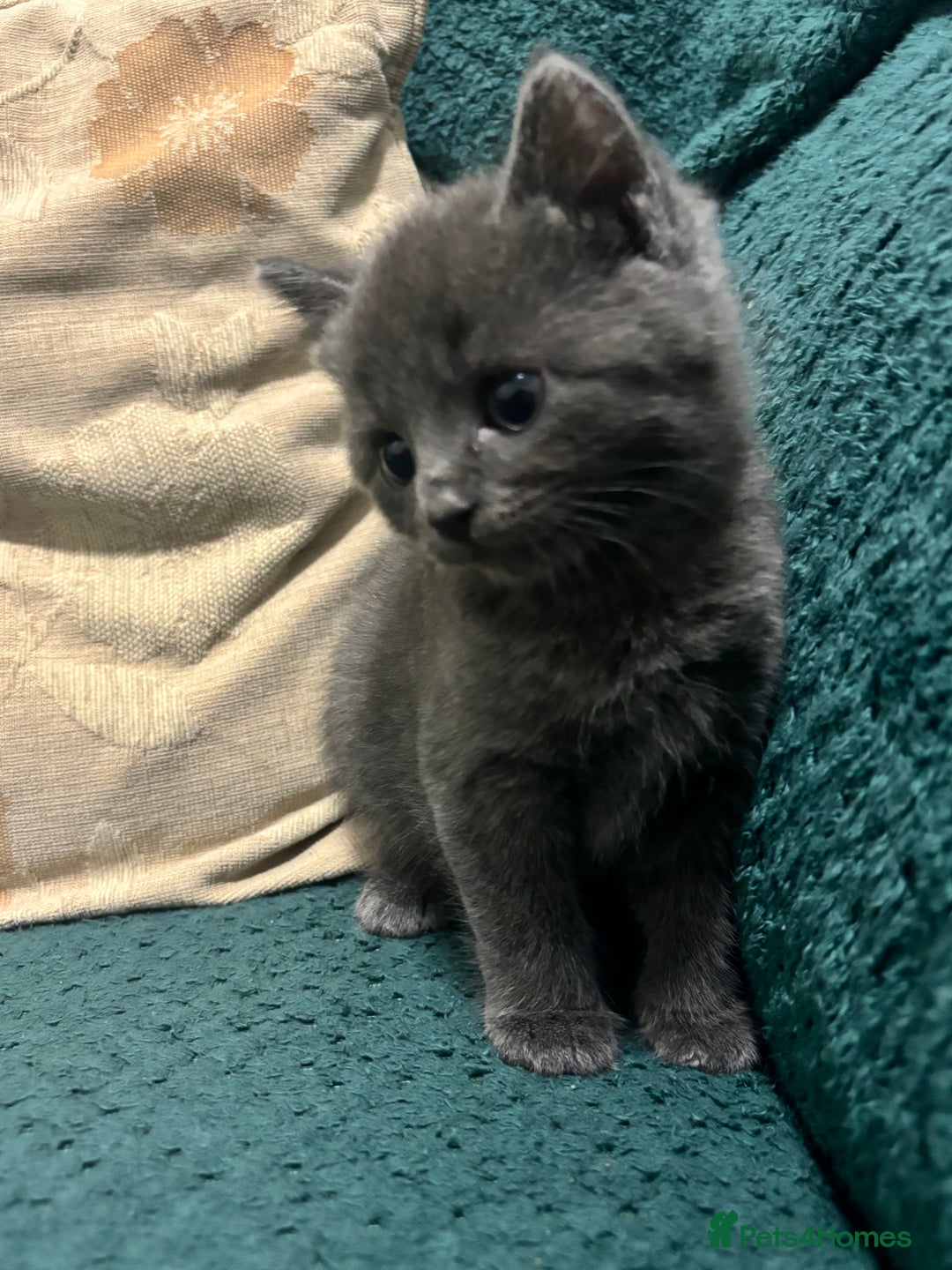 Mixed Breed cats for sale: Stunning Solid Blue/Grey Kitten-Rare Chunky Build - Advert 9