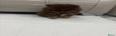 Chocolate and tan Pomeranian puppy