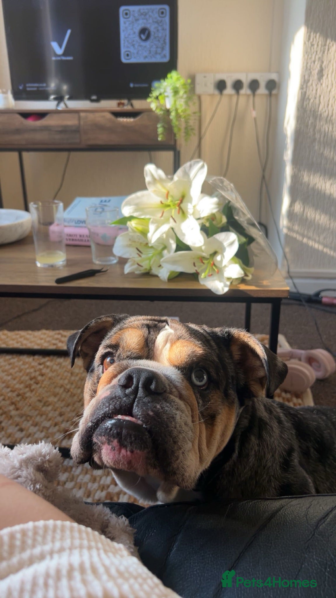 English Bulldog dogs English bulldog - Advert 1