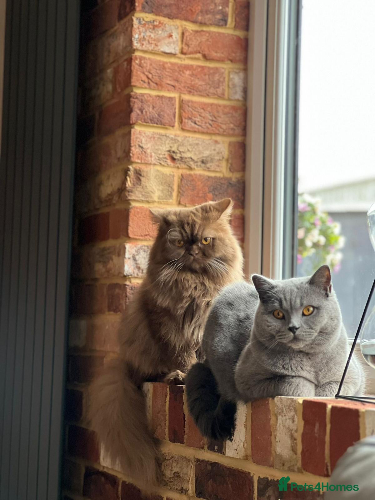 British Shorthair cats Cinnamon British Longhair& Blue British Shorthair  - Advert 1