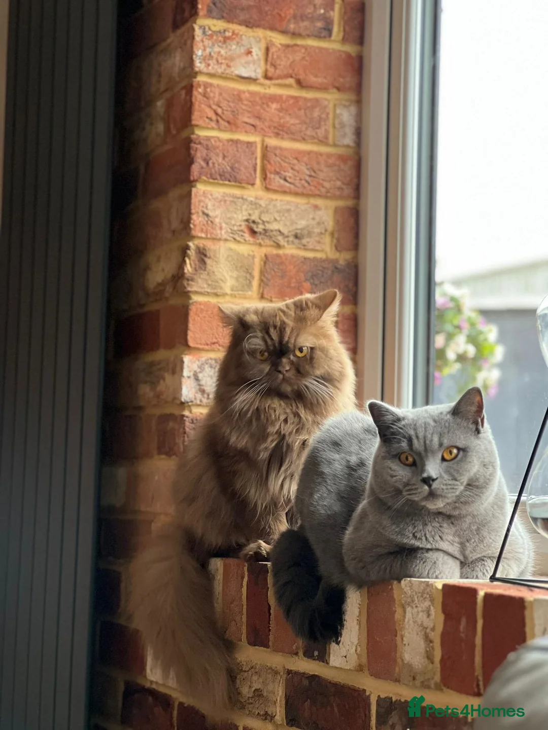 British Shorthair cats for sale: Cinnamon British Longhair& Blue British Shorthair  - Advert 1