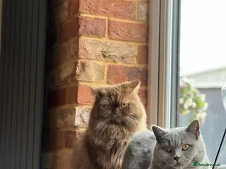 British Shorthair cats Cinnamon British Longhair& Blue British Shorthair - Advert 1