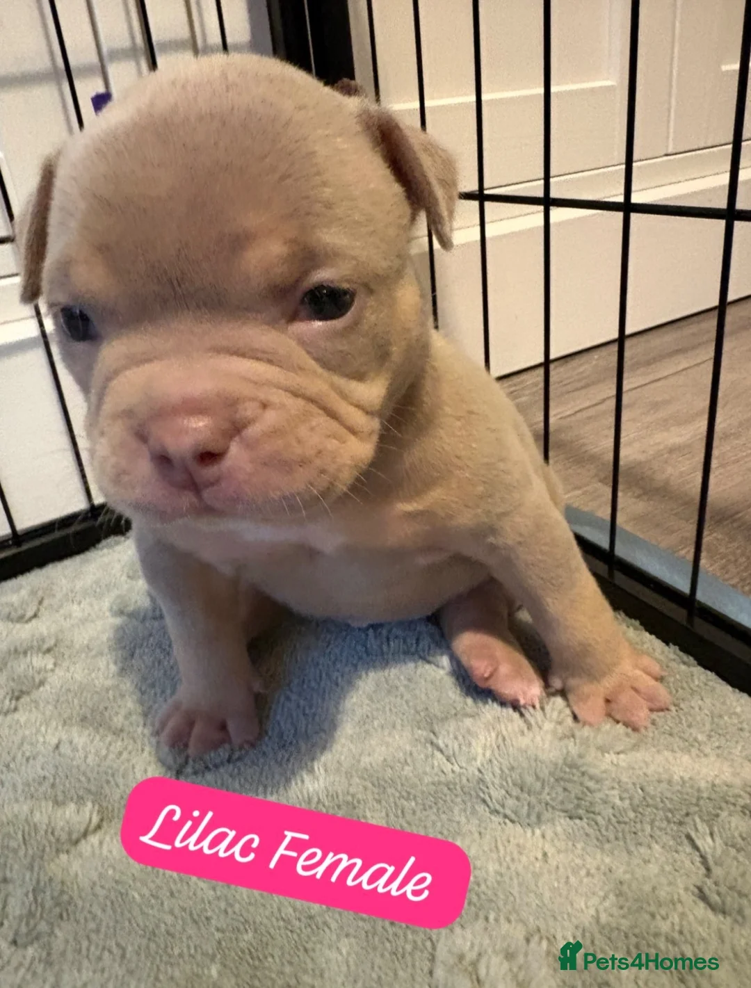 American Bully dogs for sale: Lucci vs Gr CH McLovin pups  - Advert 29