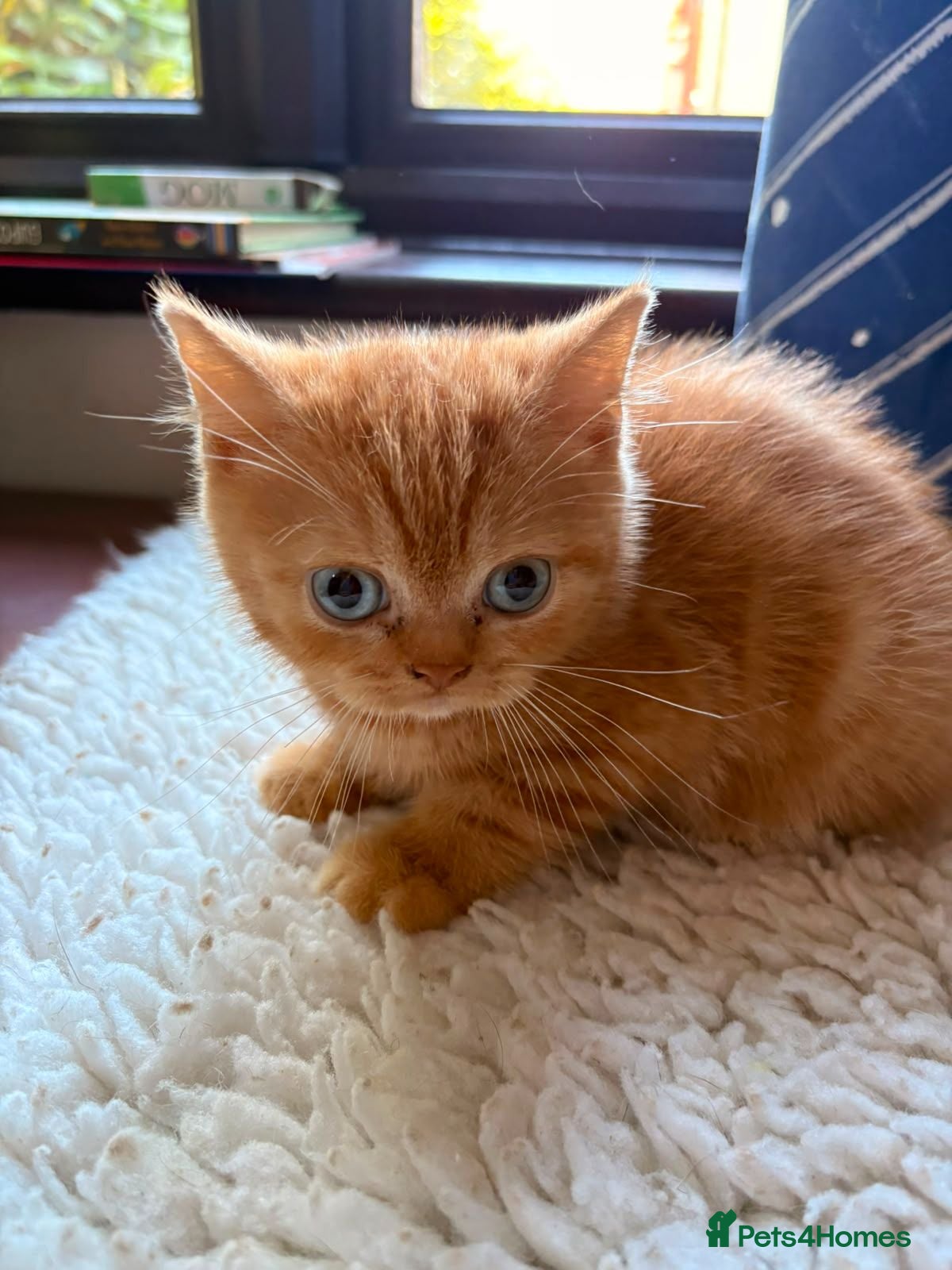 British Shorthair cats Blue-Eyed Red British Shorthair Boy (DBE) - Advert 1