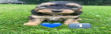 Cockapoo 1