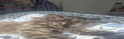 Mixed Breed cats for sale: Cats for sale - Advert 23