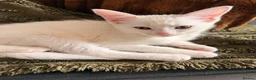 Mixed Breed cats for sale: 5 kittens 3 male 2 female 10 weeks old  in London - Advert 2