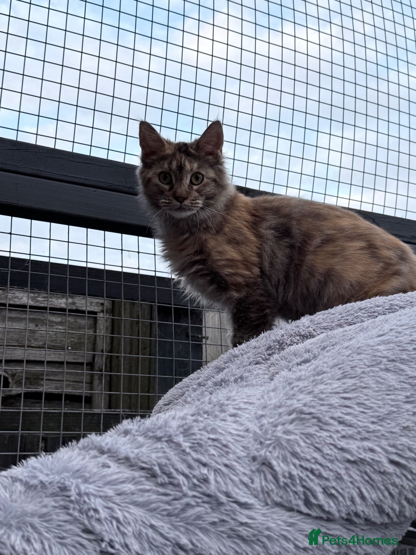 Maine Coon cats Stunning TICA active queen  - Advert 1