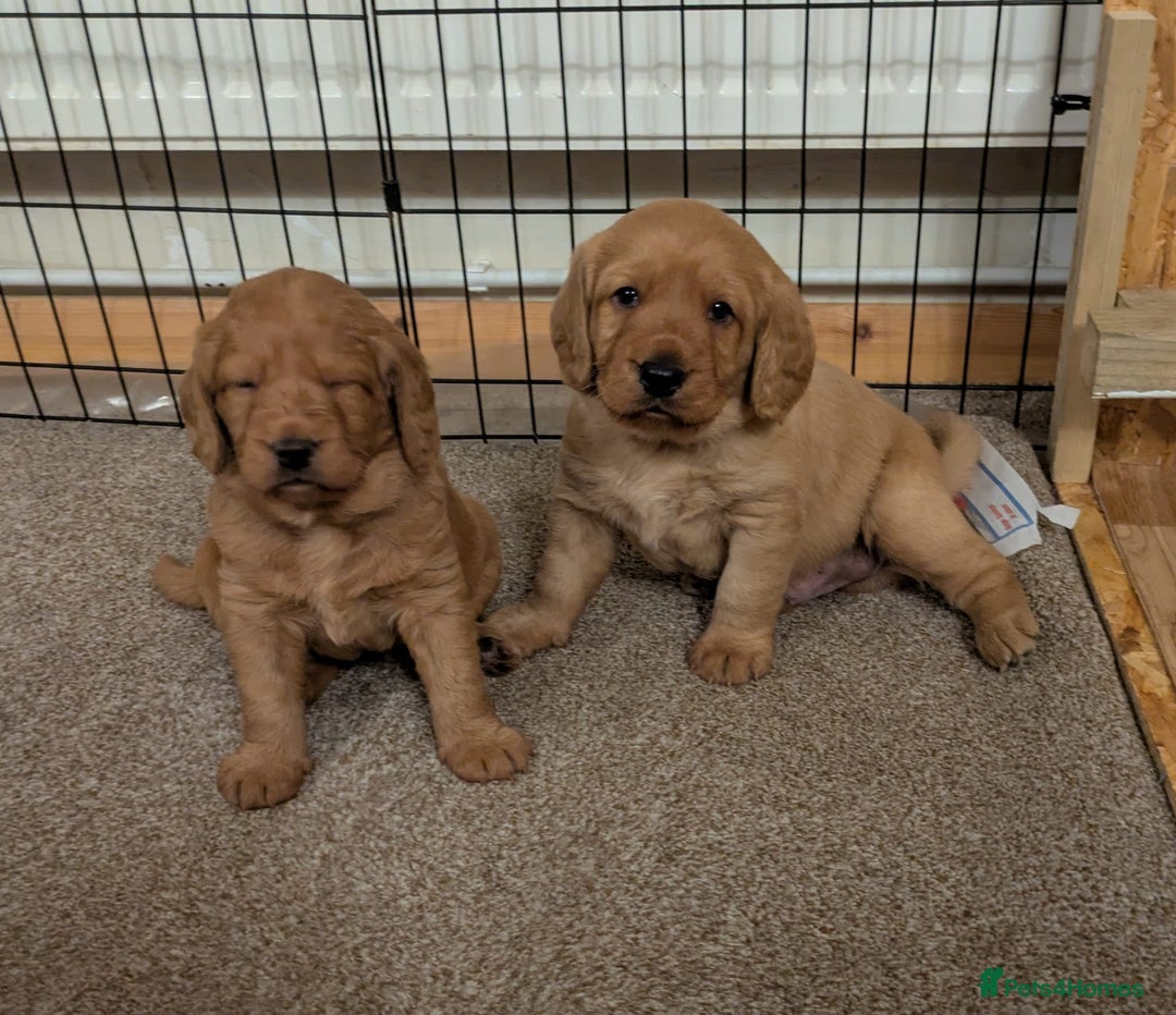 Labradoodle dogs for sale: F1 Miniature Labradoodles  - Advert 10