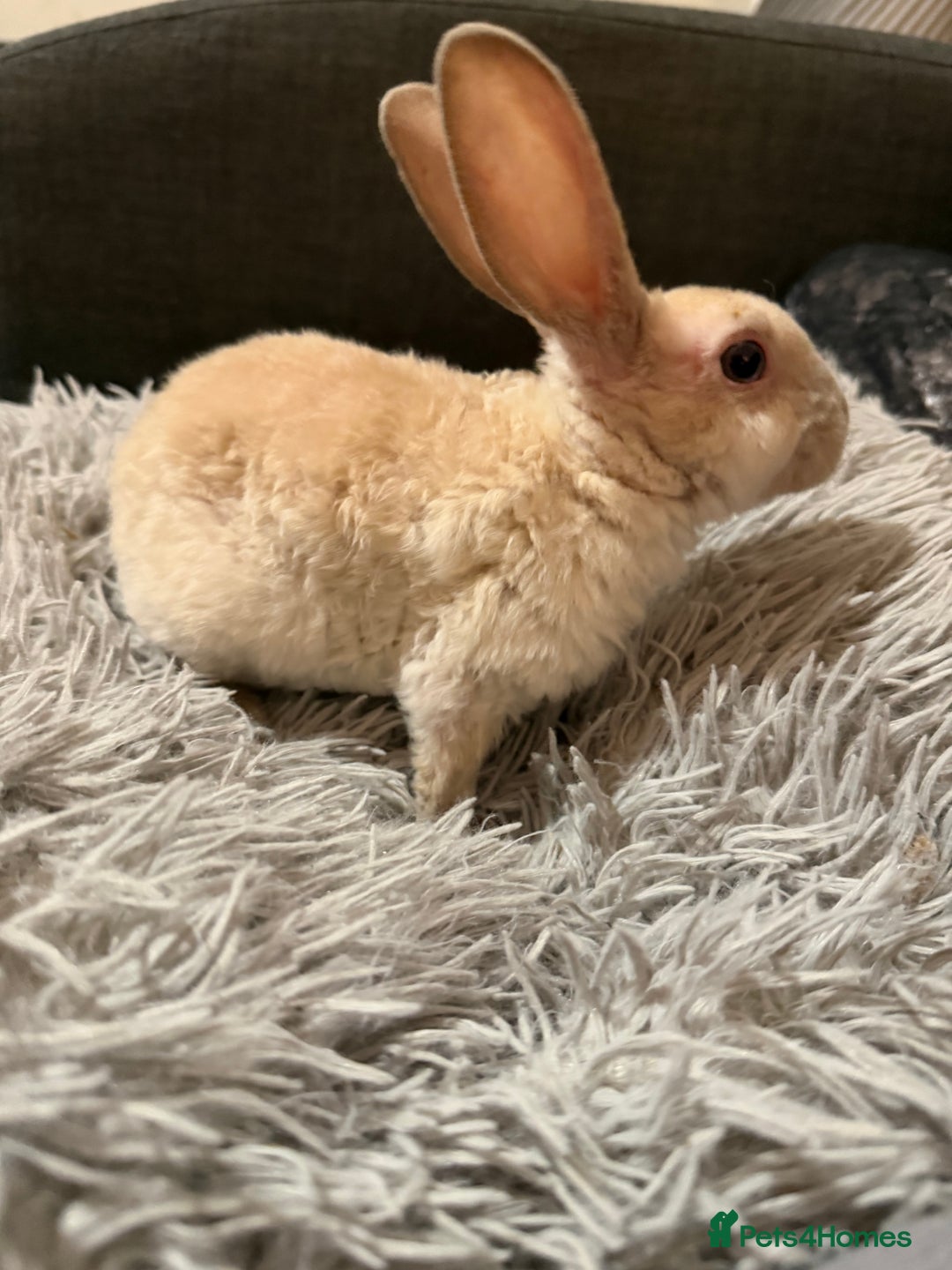 Mixed Breed rabbits for sale: Bunnies for Sale - Advert 6