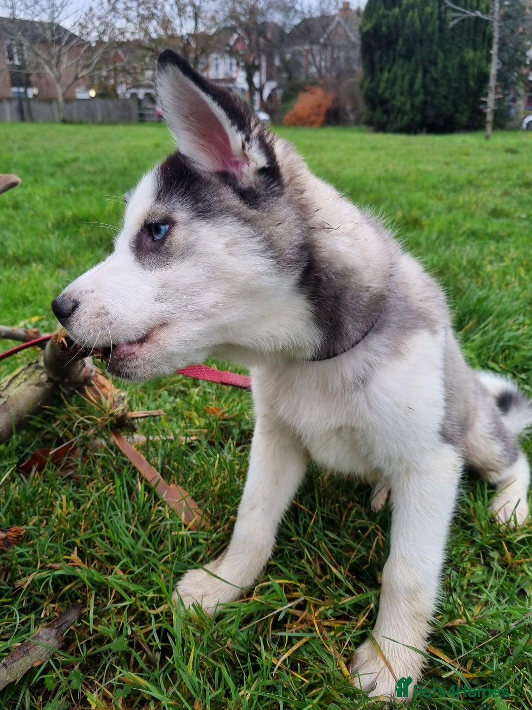 Mixed Breed dogs for sale: Pomsky for sale - Advert 16