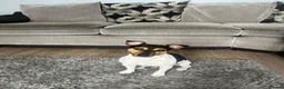 Jack Russell dogs for stud: Traditional smooth coated Tri colour jack Russell  - Advert 2