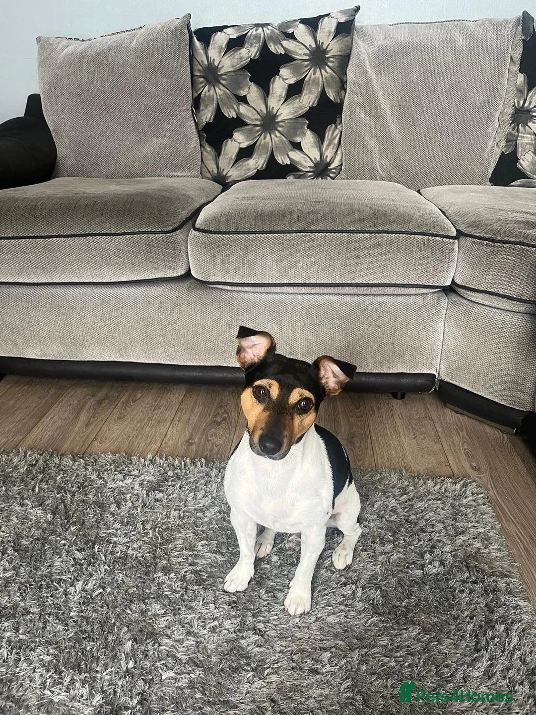 Jack Russell dogs for stud: Traditional smooth coated Tri colour jack Russell  - Advert 2