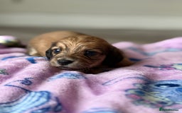 Miniature Dachshund dogs for sale: Long haired miniature dachshunds  - Image 10