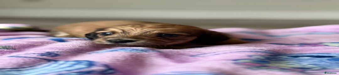 Miniature Dachshund Puppy 3