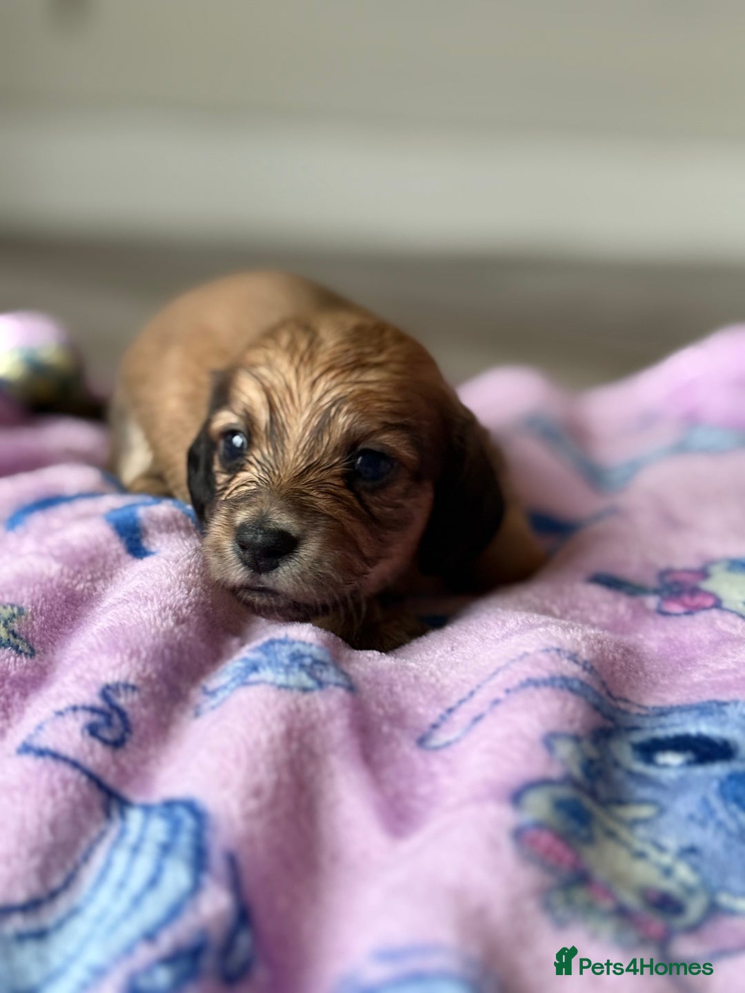 Miniature Dachshund dogs for sale: Long haired miniature dachshunds  - Image 10