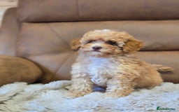 Cavapoo dogs for sale: 1 SMALL RED GIRL READY TO GO NOW!!  - Image 6