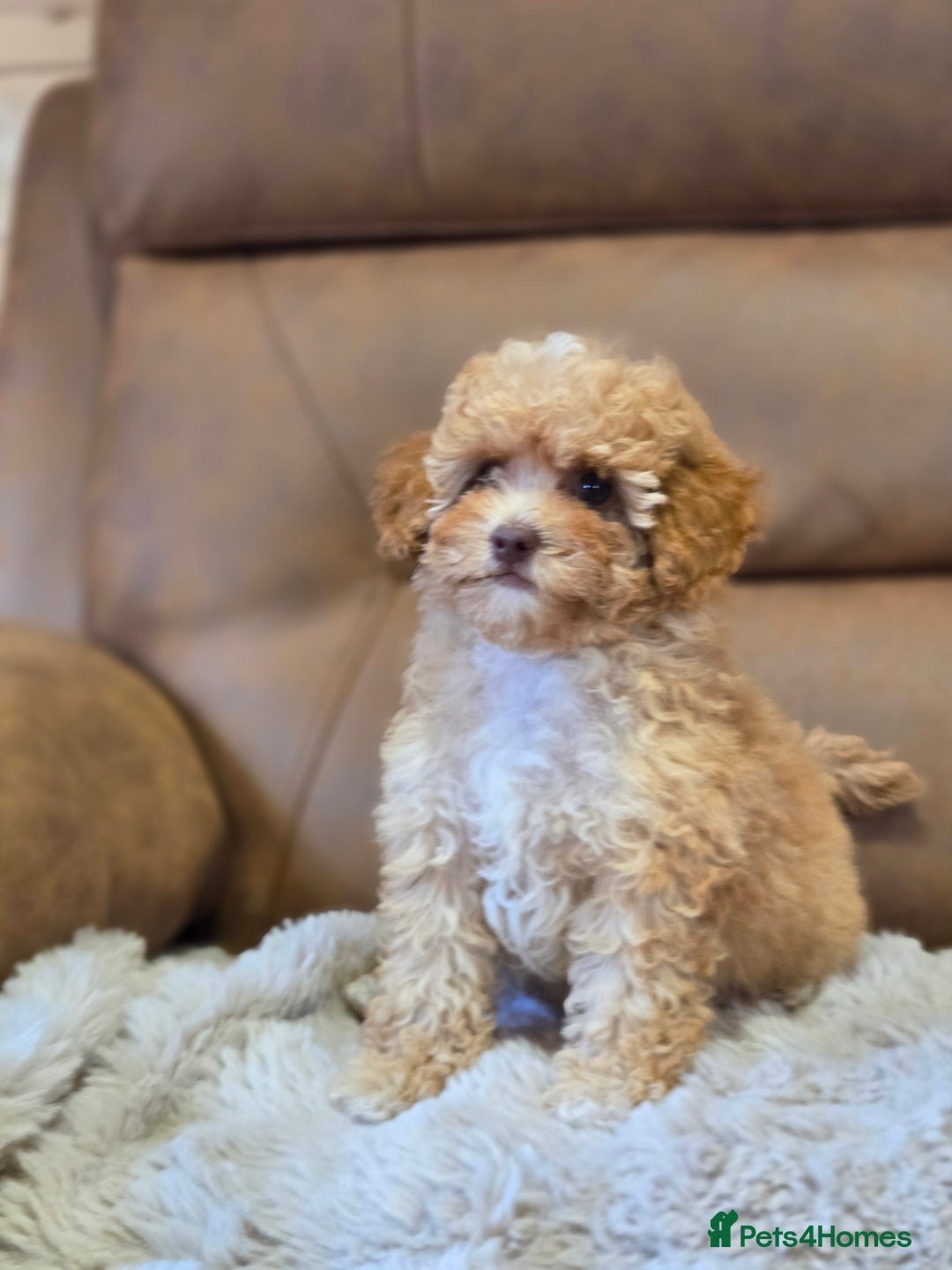 Cavapoo dogs for sale: 1 SMALL RED GIRL READY TO GO NOW!!  - Image 6