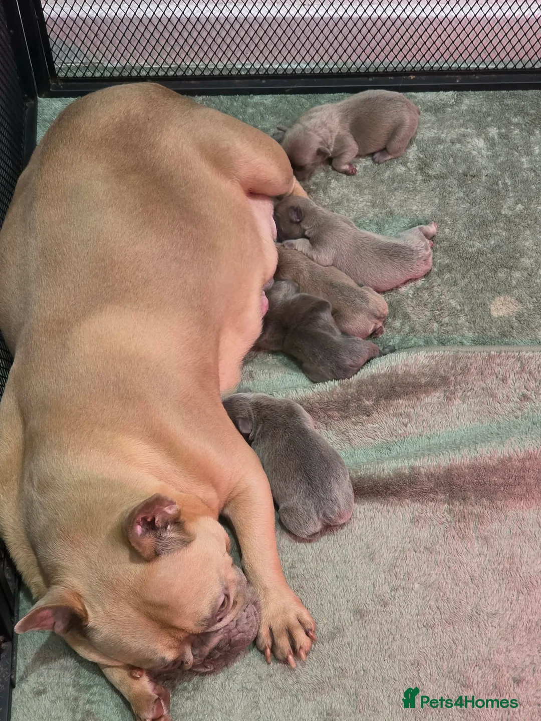 French Bulldog dogs for sale: French Bulldog  - Advert 2