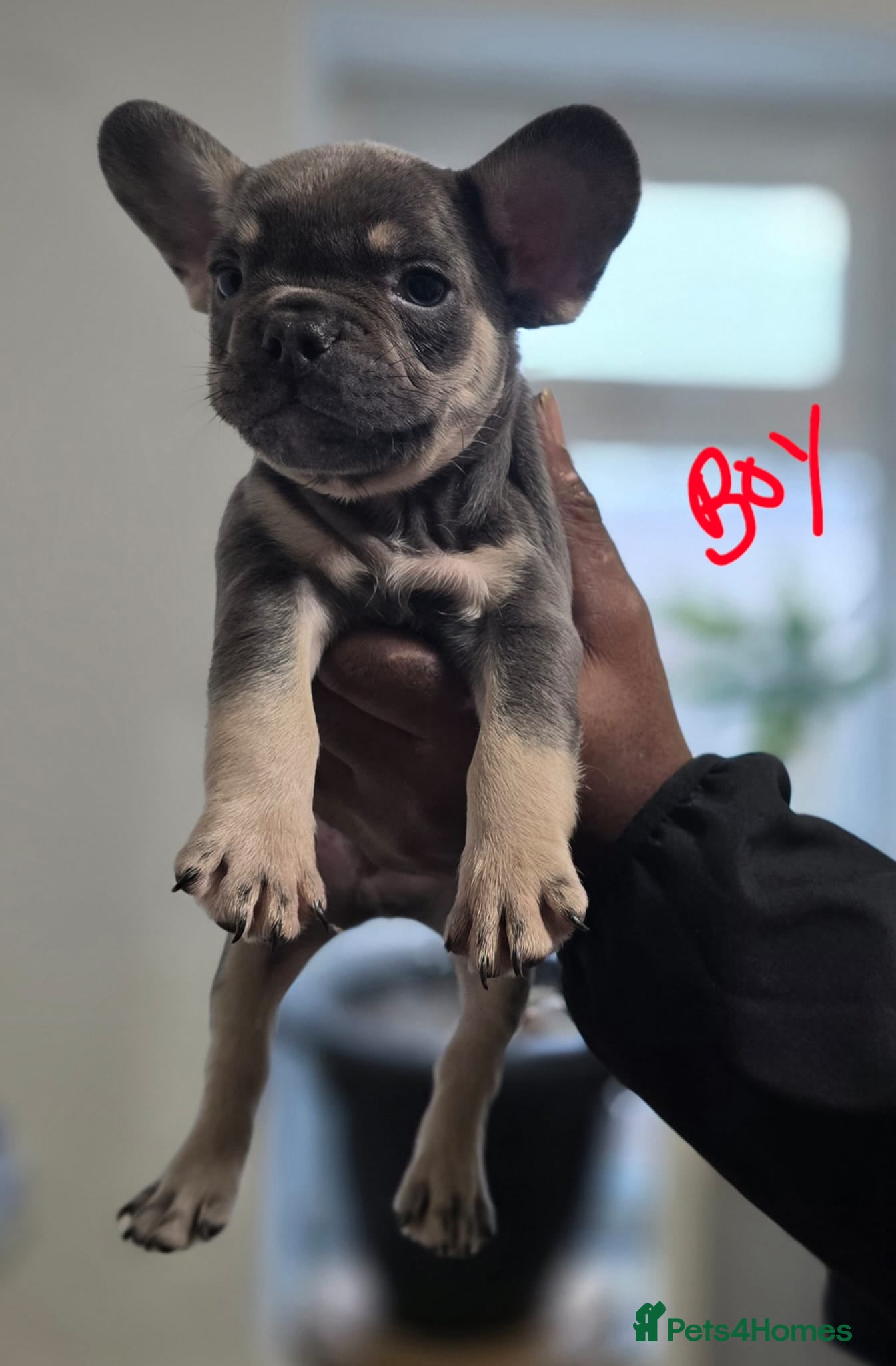 French Bulldog dogs 2girls and 1 boy French bull dogs  - Advert 9