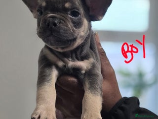 French Bulldog dogs 2girls and 1 boy French bull dogs - Advert 14