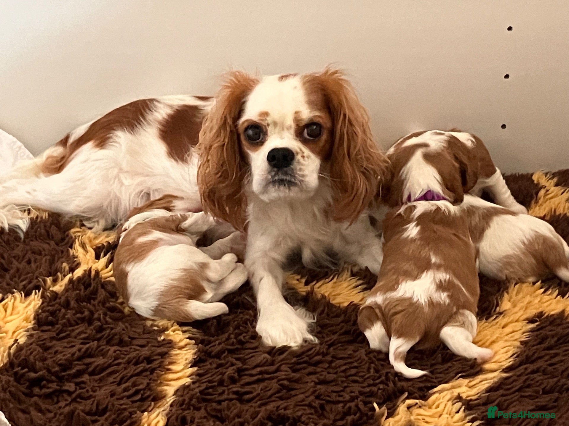 Cavalier King Charles Spaniel dogs KC Registered Puppies from Health Tested Parents  - Advert 1