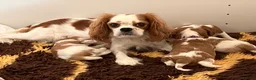 Cavalier King Charles Spaniel dogs for sale: KC Registered Puppies from Health Tested Parents  in Market Rasen - Advert 1