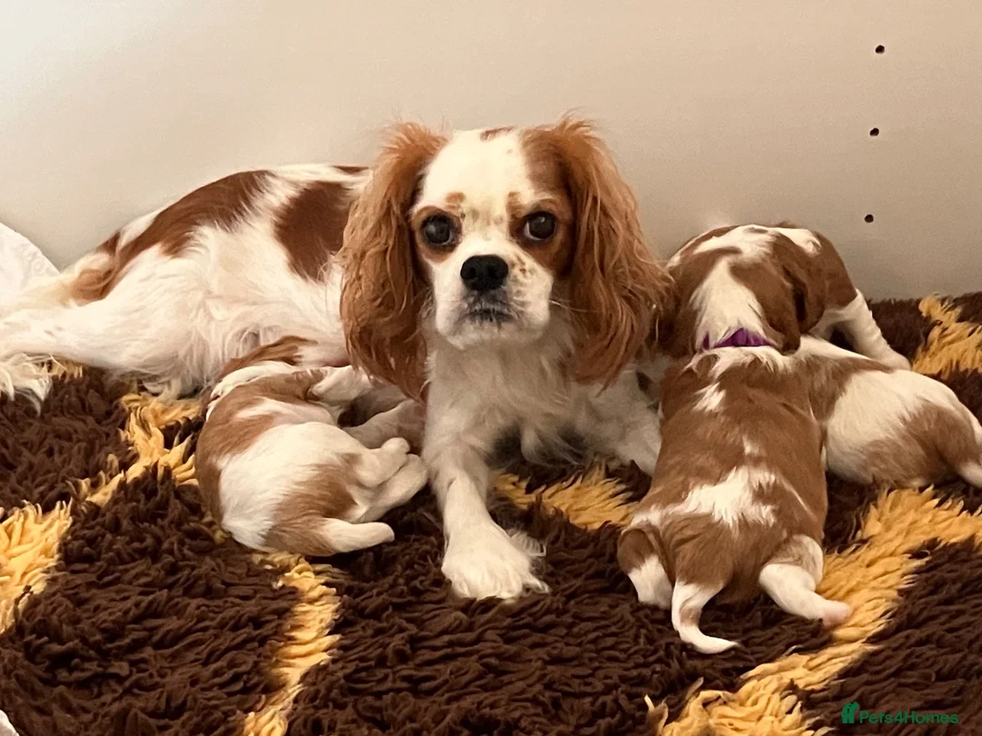 Cavalier King Charles Spaniel dogs for sale: KC Registered Puppies from Health Tested Parents  in Market Rasen - Advert 1