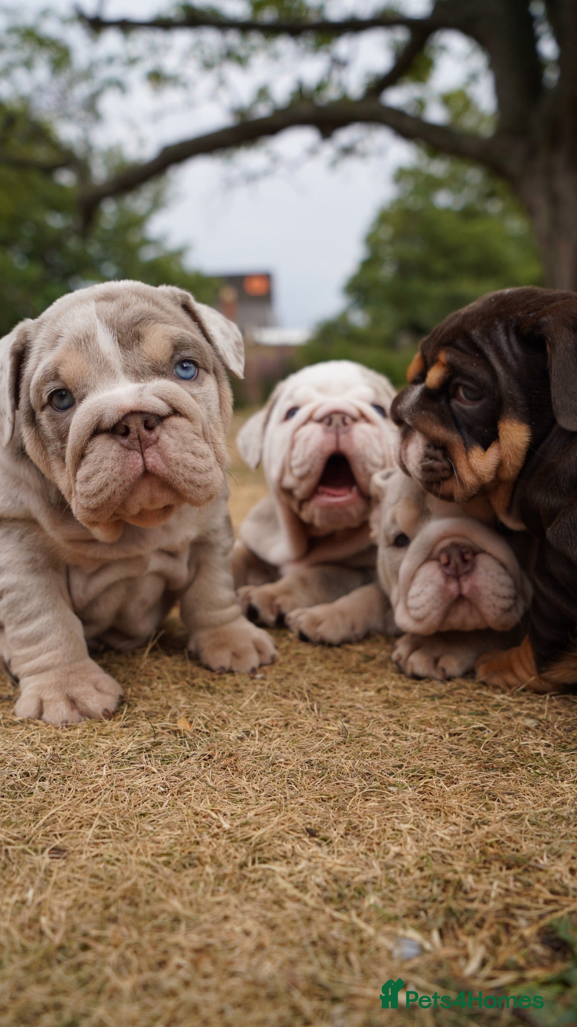 English Bulldog dogs Quality Chunky English Bulldog Puppies!  - Advert 4