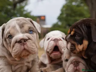 English Bulldog dogs Quality Chunky English Bulldog Puppies! - Advert 4