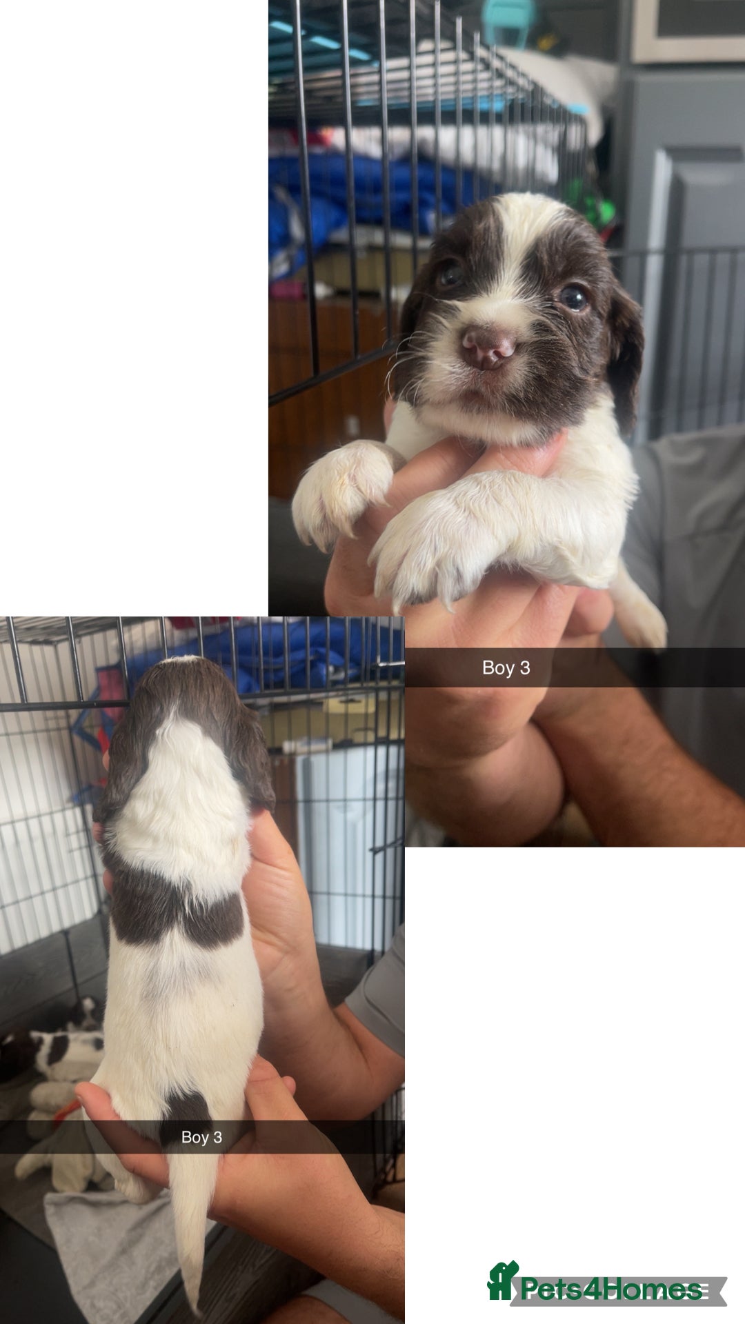 Cocker Spaniel dogs PUPS Working cocker spaniel puppies  - Advert 3