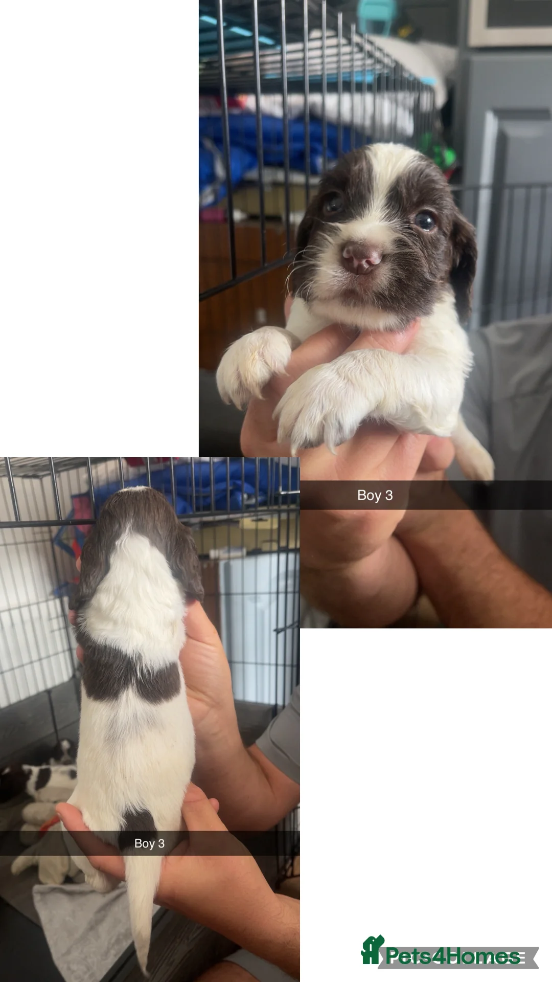 Cocker Spaniel dogs for sale: PUPS Working cocker spaniel puppies  in Wingate - Advert 1