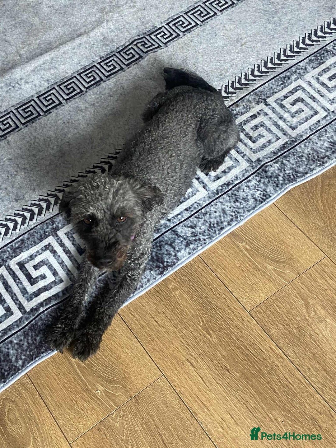 Cockapoo dogs for sale: 2 year old cockapoo bitch  - Image 2