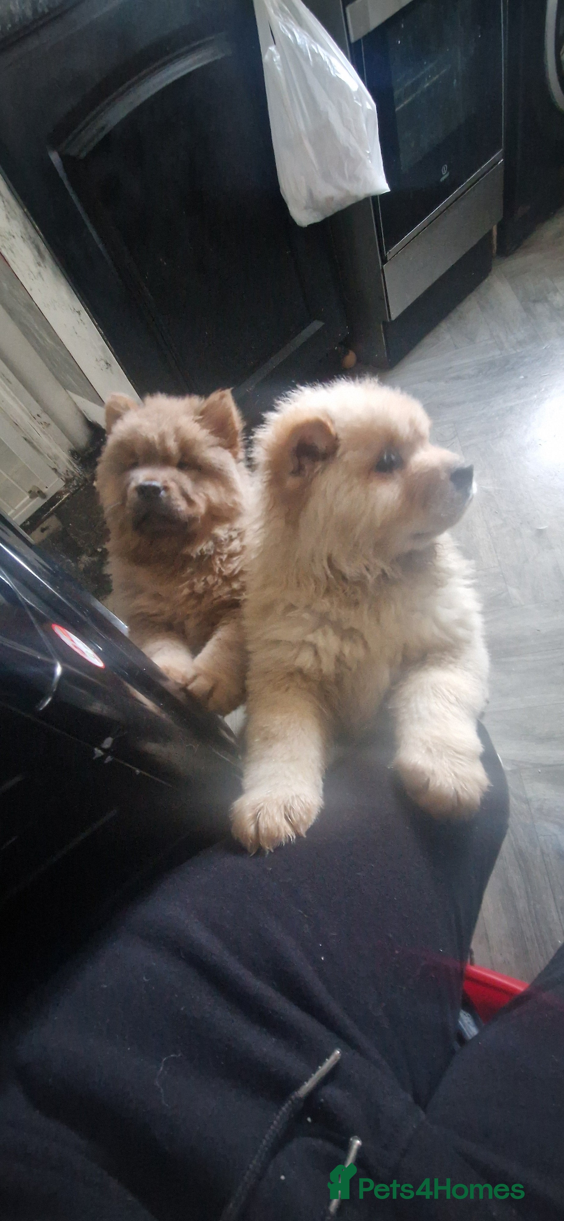 Chow Chow dogs Chow female - Advert 9