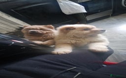 Chow Chow dogs for sale: Chow female - Advert 1