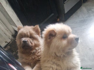 Chow Chow dogs Chow female - Advert 17