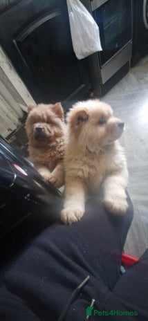 Chow Chow dogs Chow female - Advert 1