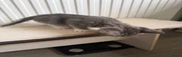 Mixed Breed cats for sale: Three brothers  - Advert 17