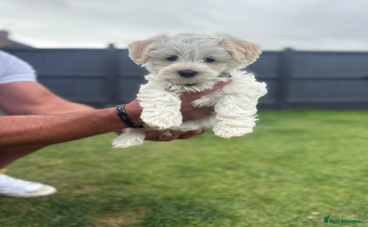 Maltipoo dogs - Advert 1